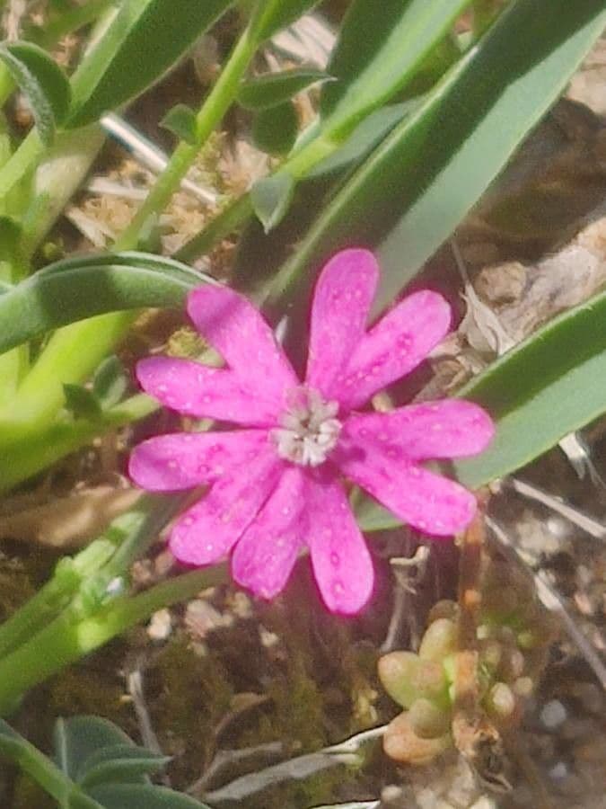 Silene cretica 2