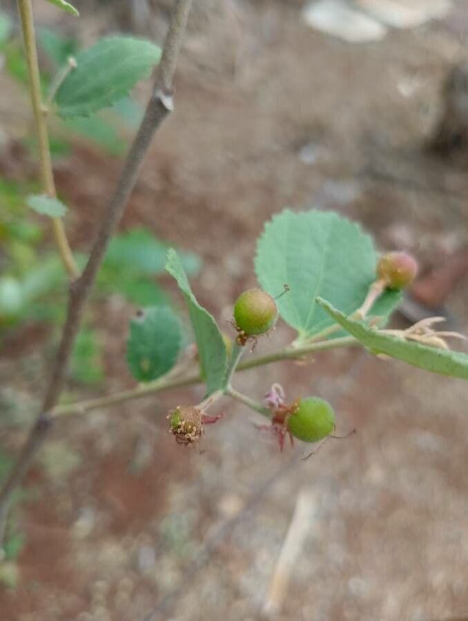 Grewia asiatica 5