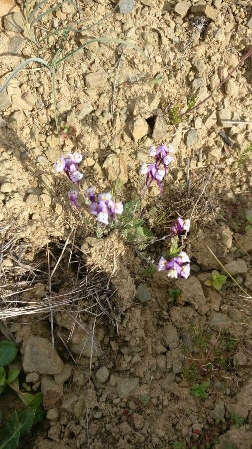 Linaria ametista 4