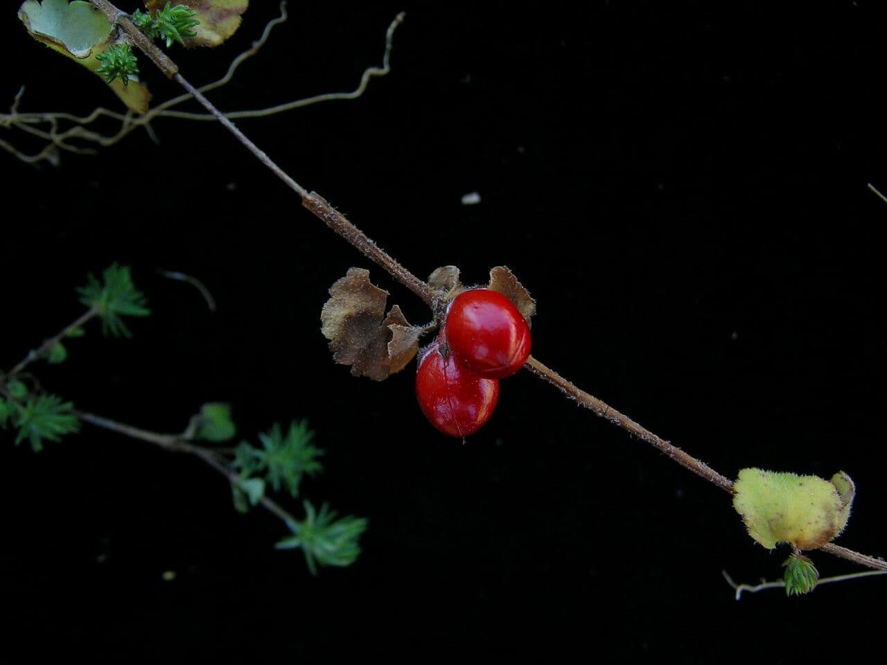 Hemiphragma 2