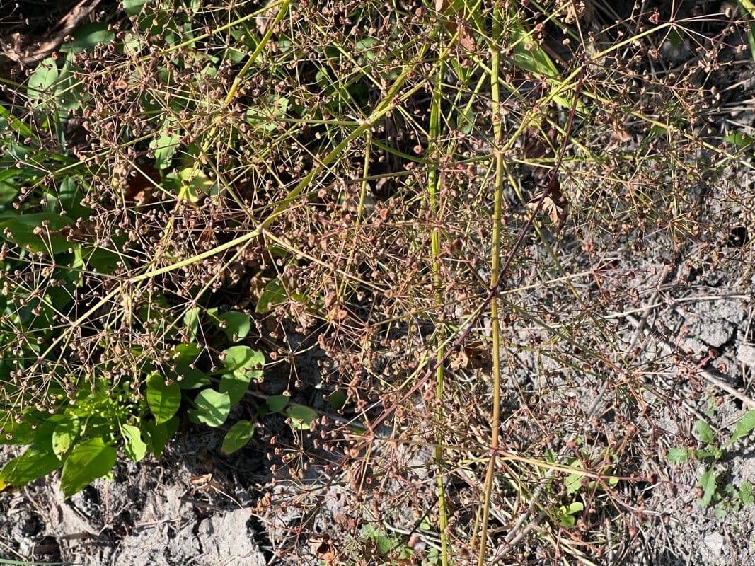 Alisma lancéolé 2