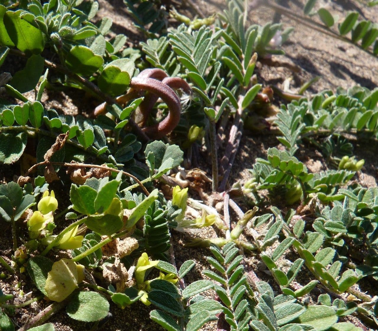 Astragalo 14