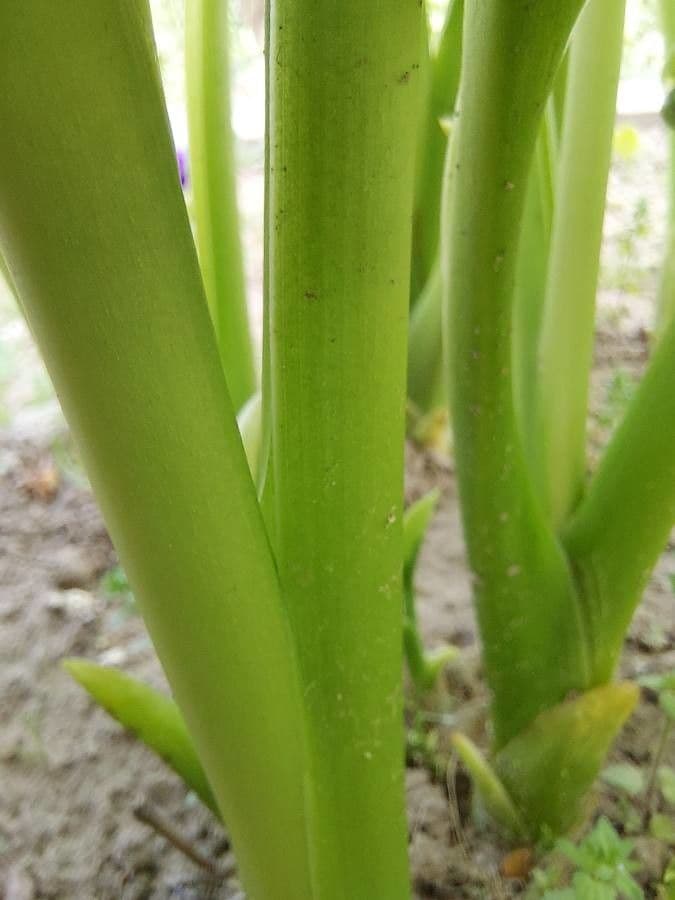 Hosta 24