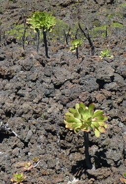Aeonium 8