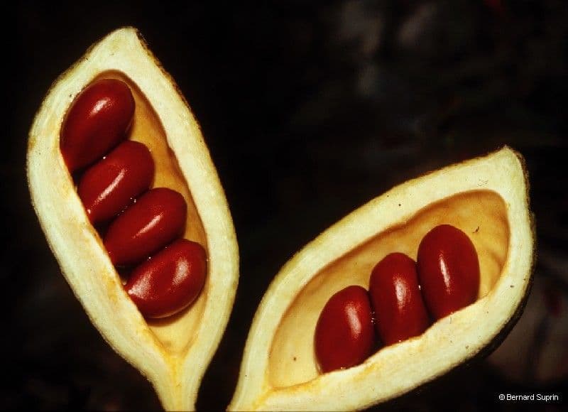 Geknöpfte Acropogon 5