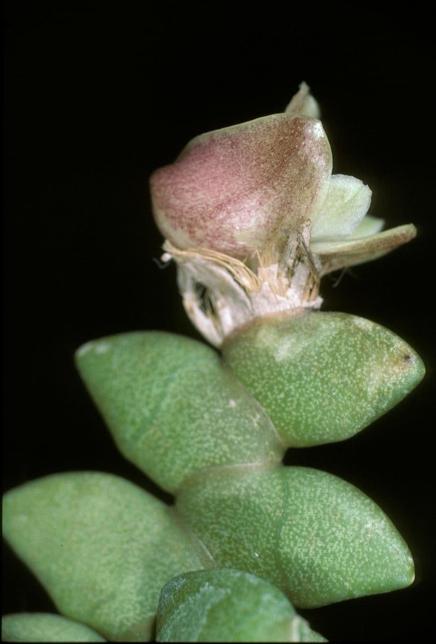 Dendrobium 5