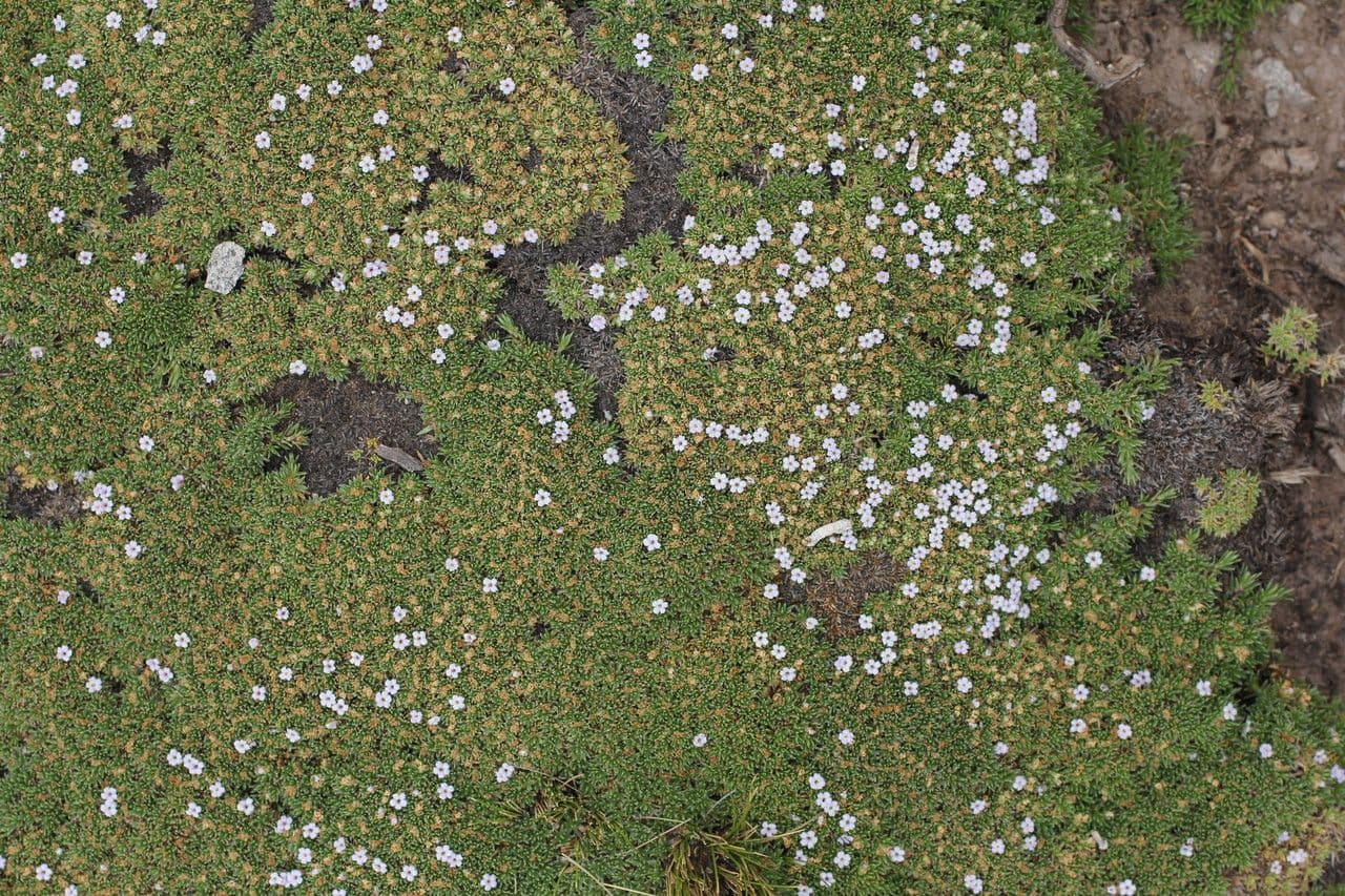 Junellia 8