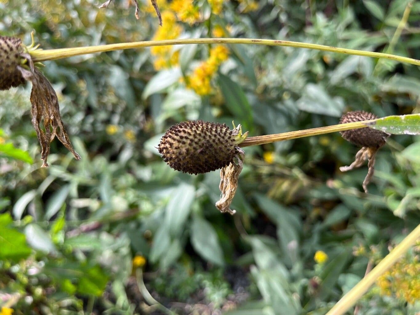 Ratibida pinnata 21