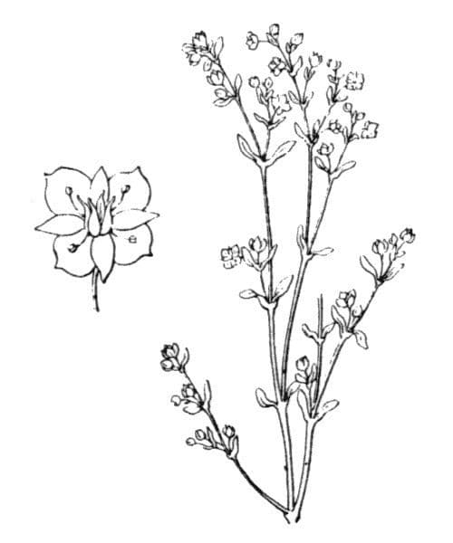 Felsenfetthenne 24