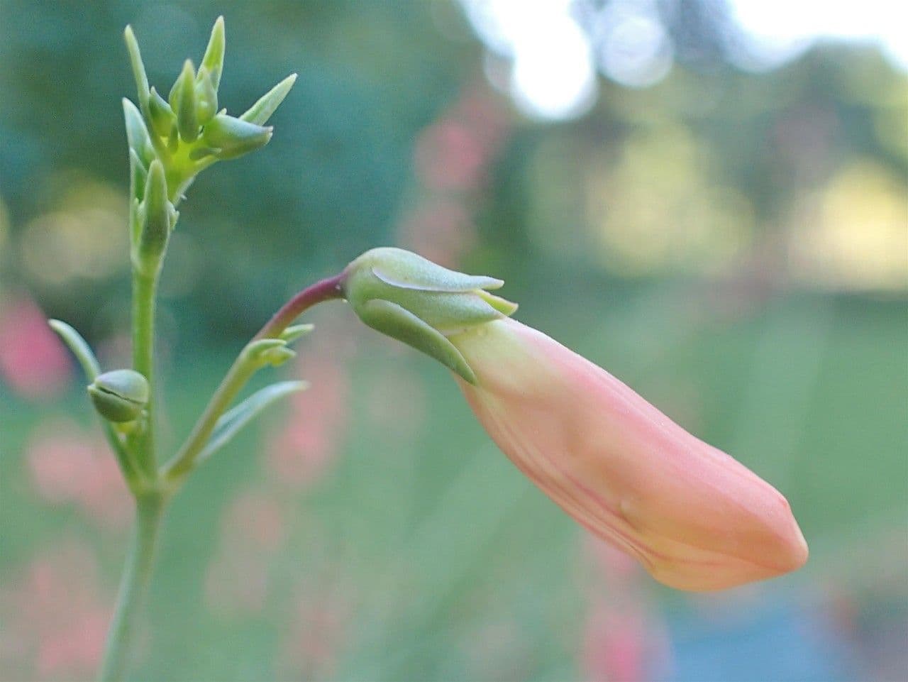 Penstemon barbato 2