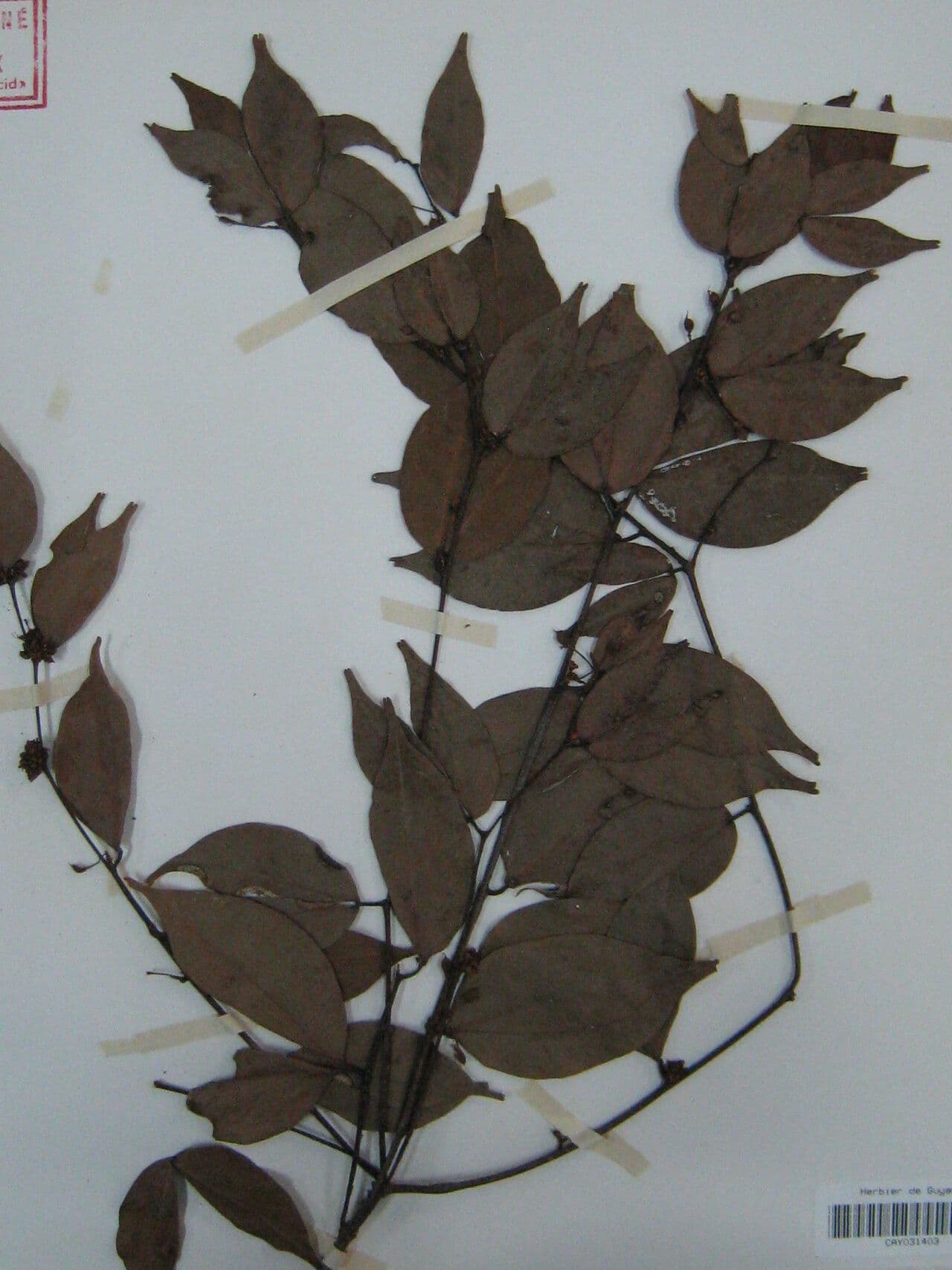 Cynometra 5