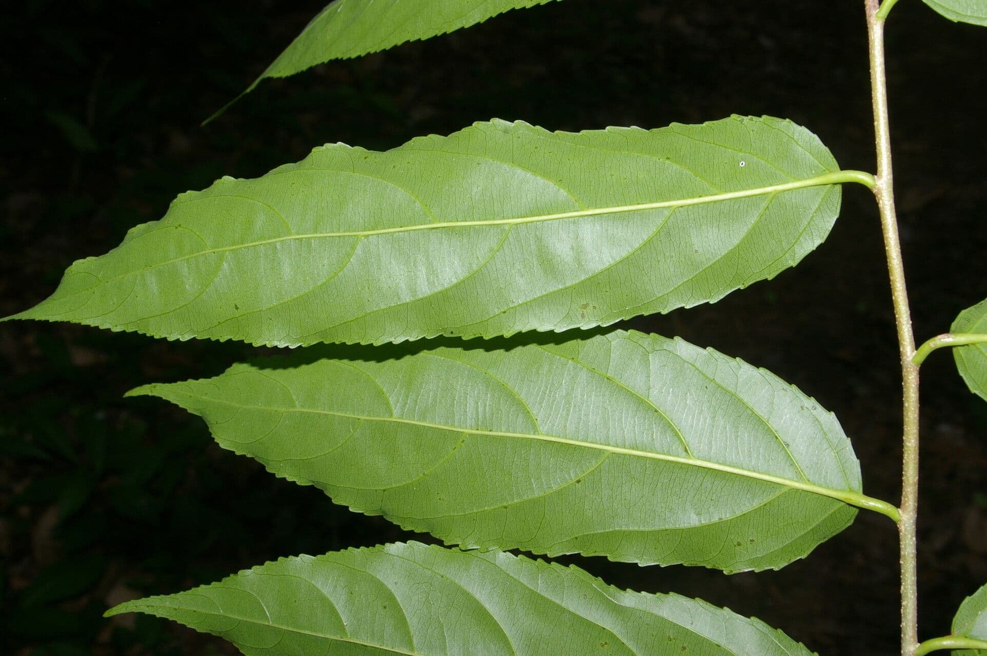 Xylosma 3