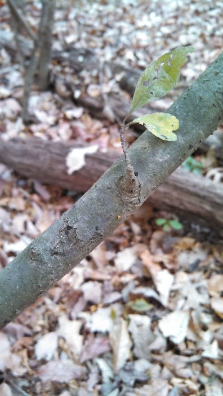 Ilex decidua 22