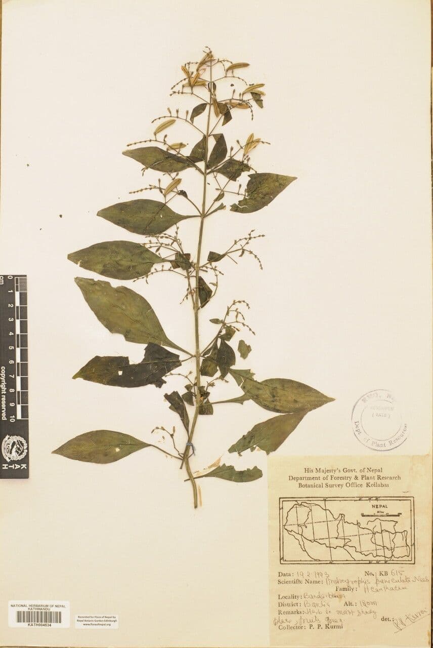 Andrographis paniculata 21