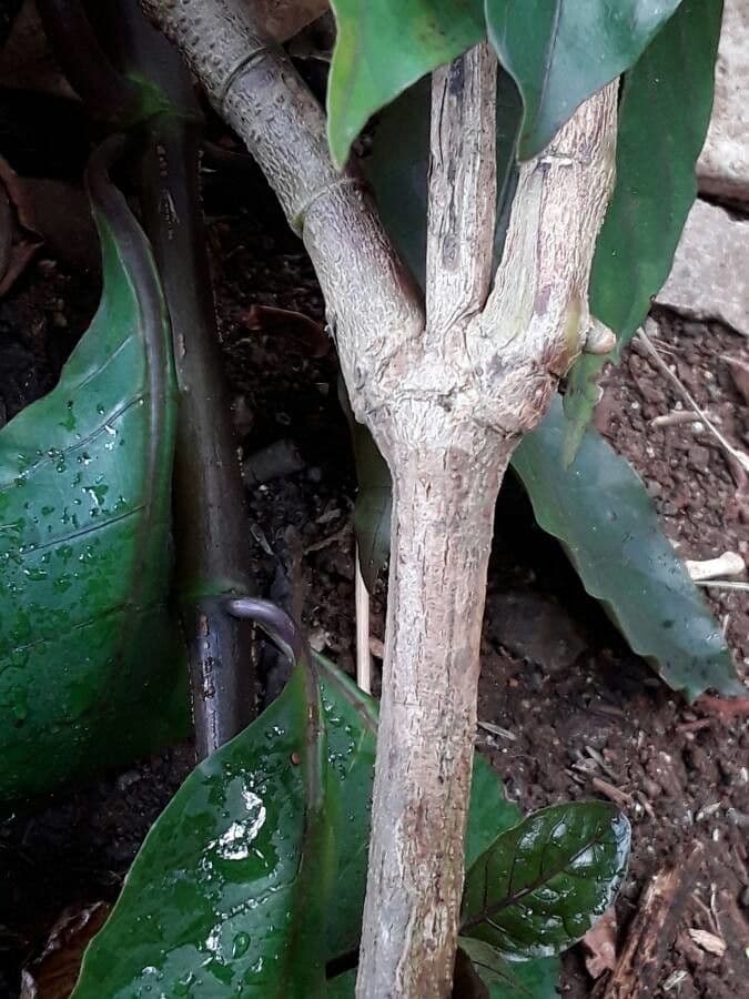 Graptophyllum pictum 17