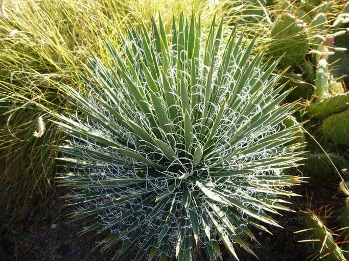 Palmlilie 3