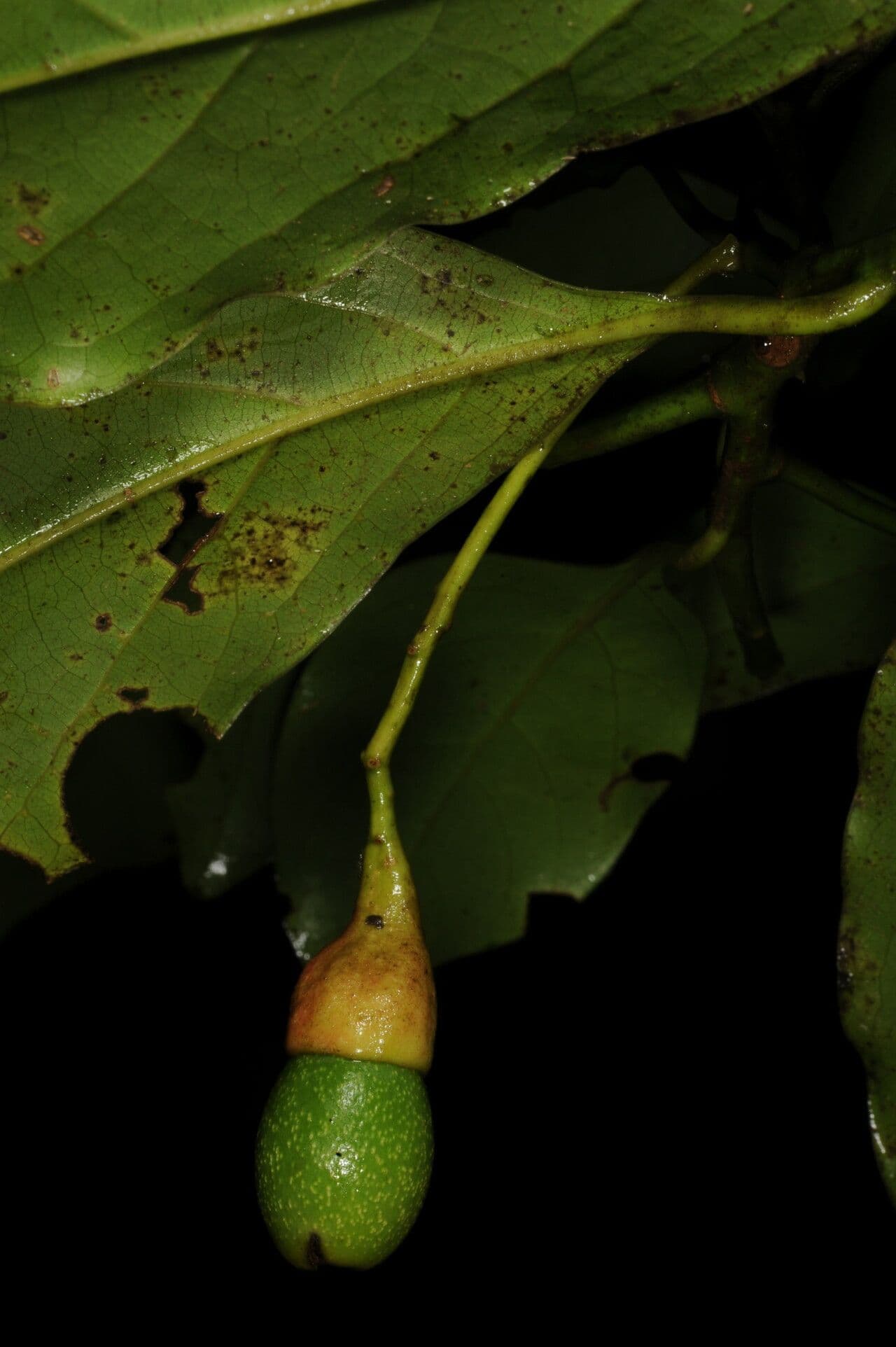 Ocotea 4