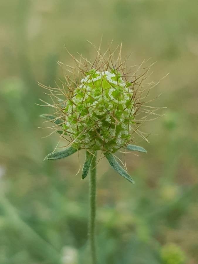 Vedovina selvatica 3