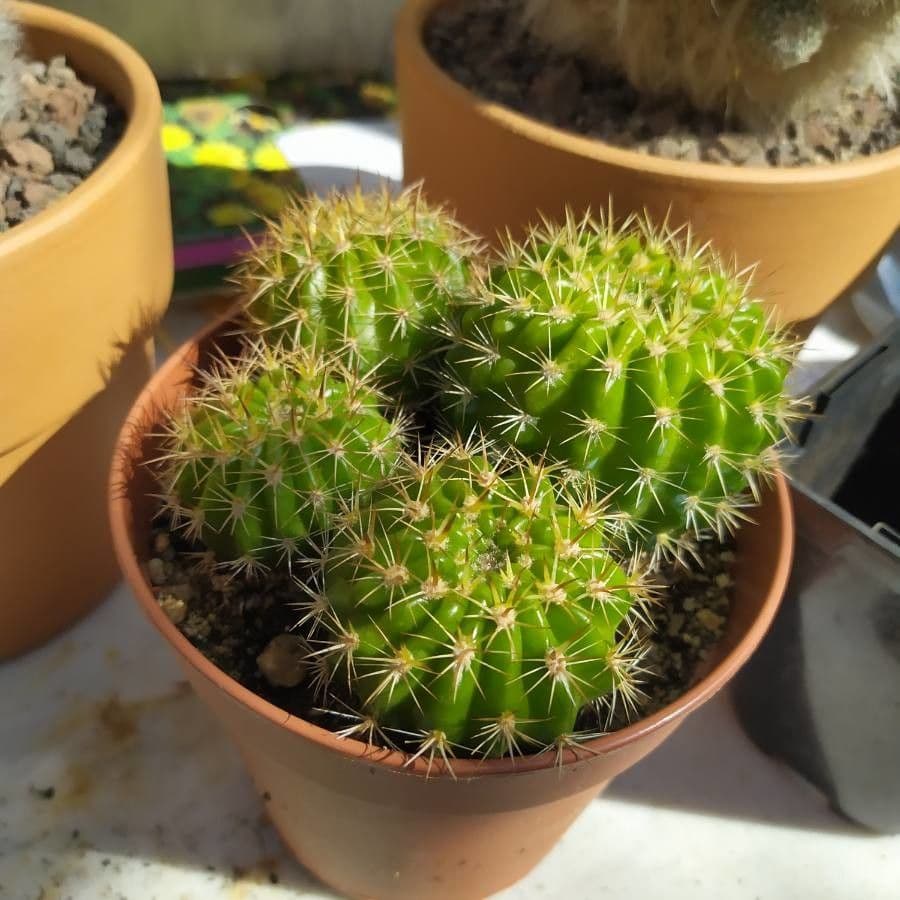 Echinopsis 9