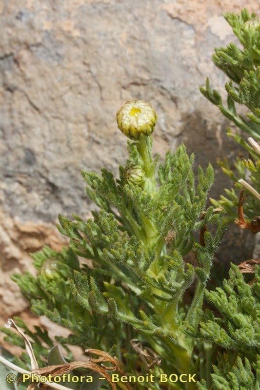 Argyranthemum 8
