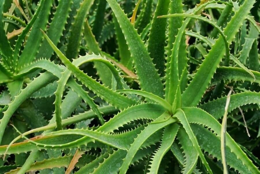 Baum-Aloe 19