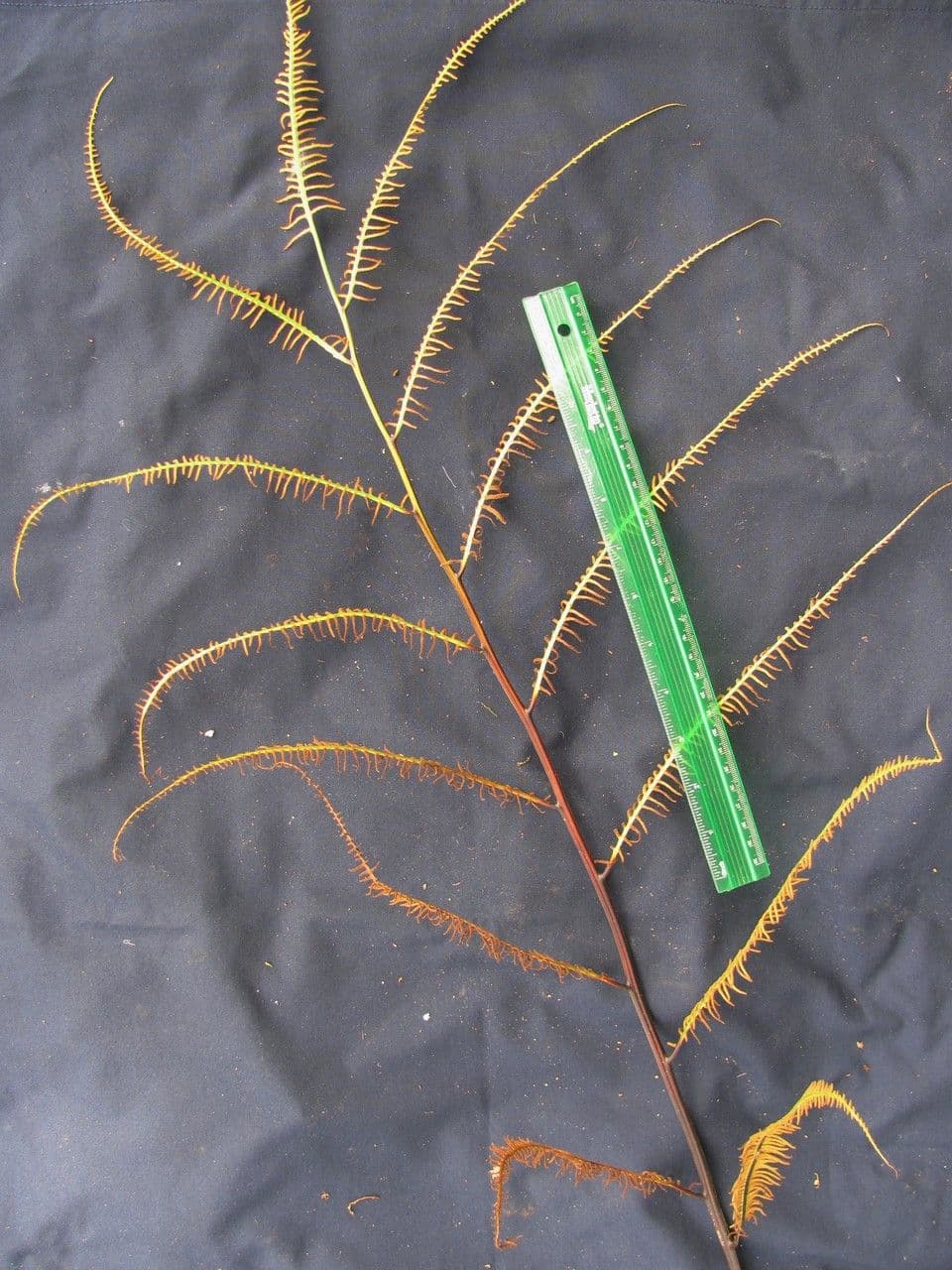 Olfersia 8
