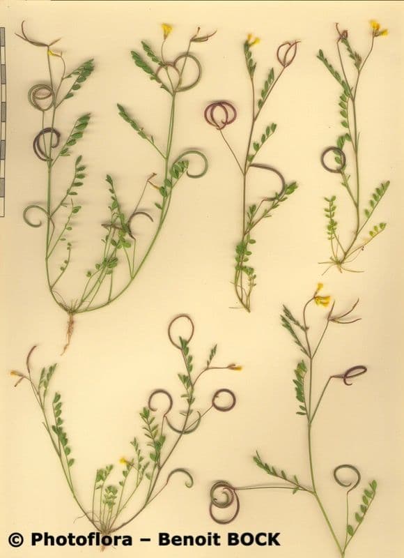 Ornithopus pinnatus 25