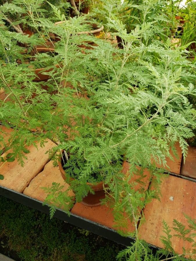 Artemisia afra 3