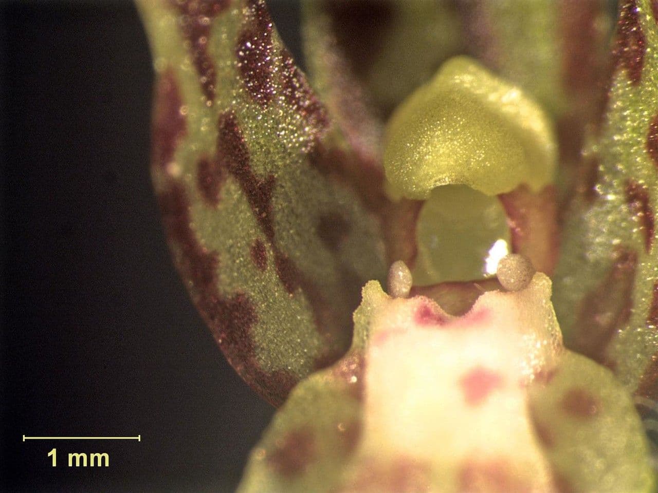 Leochilus 9