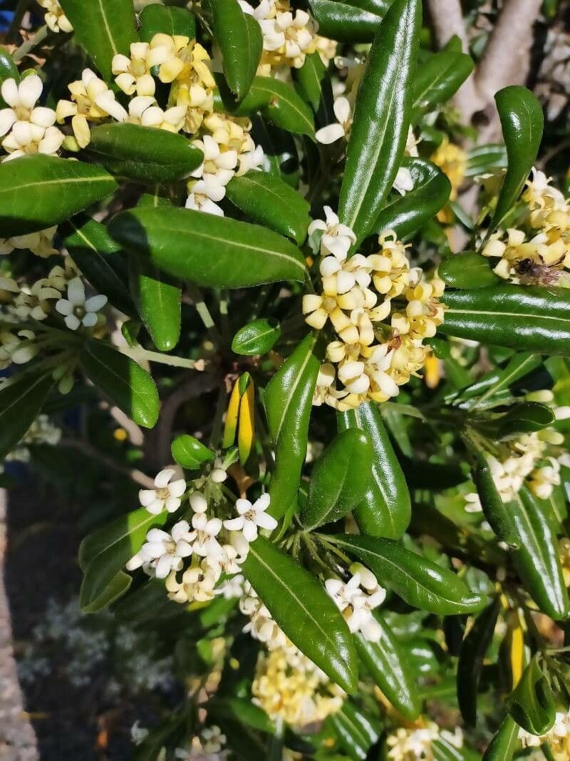 Pitosporum 10