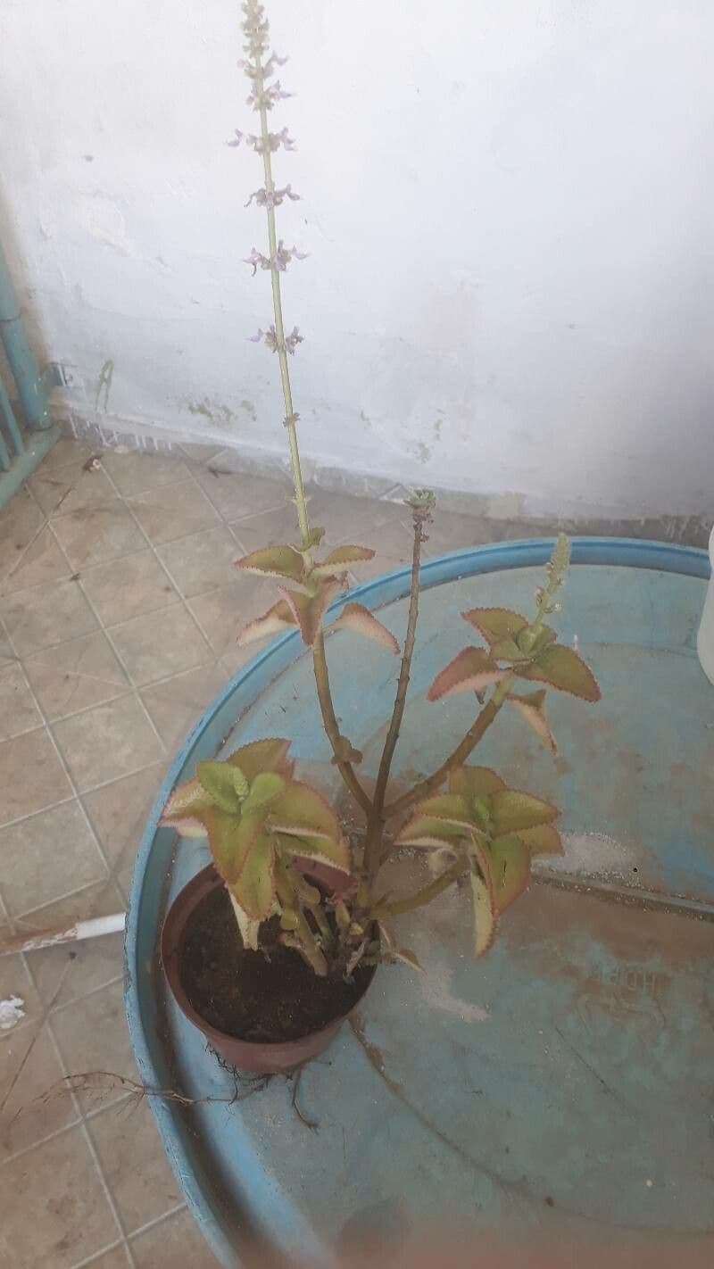 Cuban-oregano 14