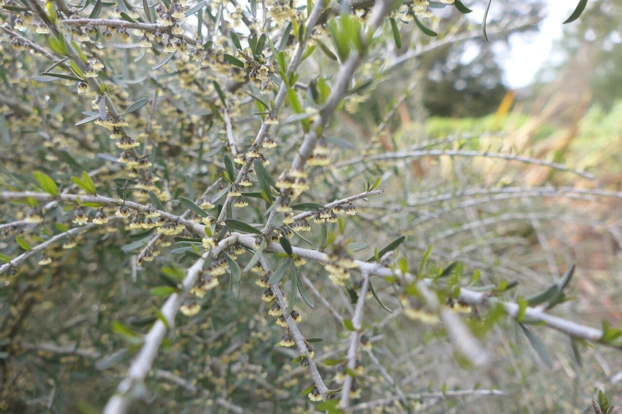 Melicytus 5