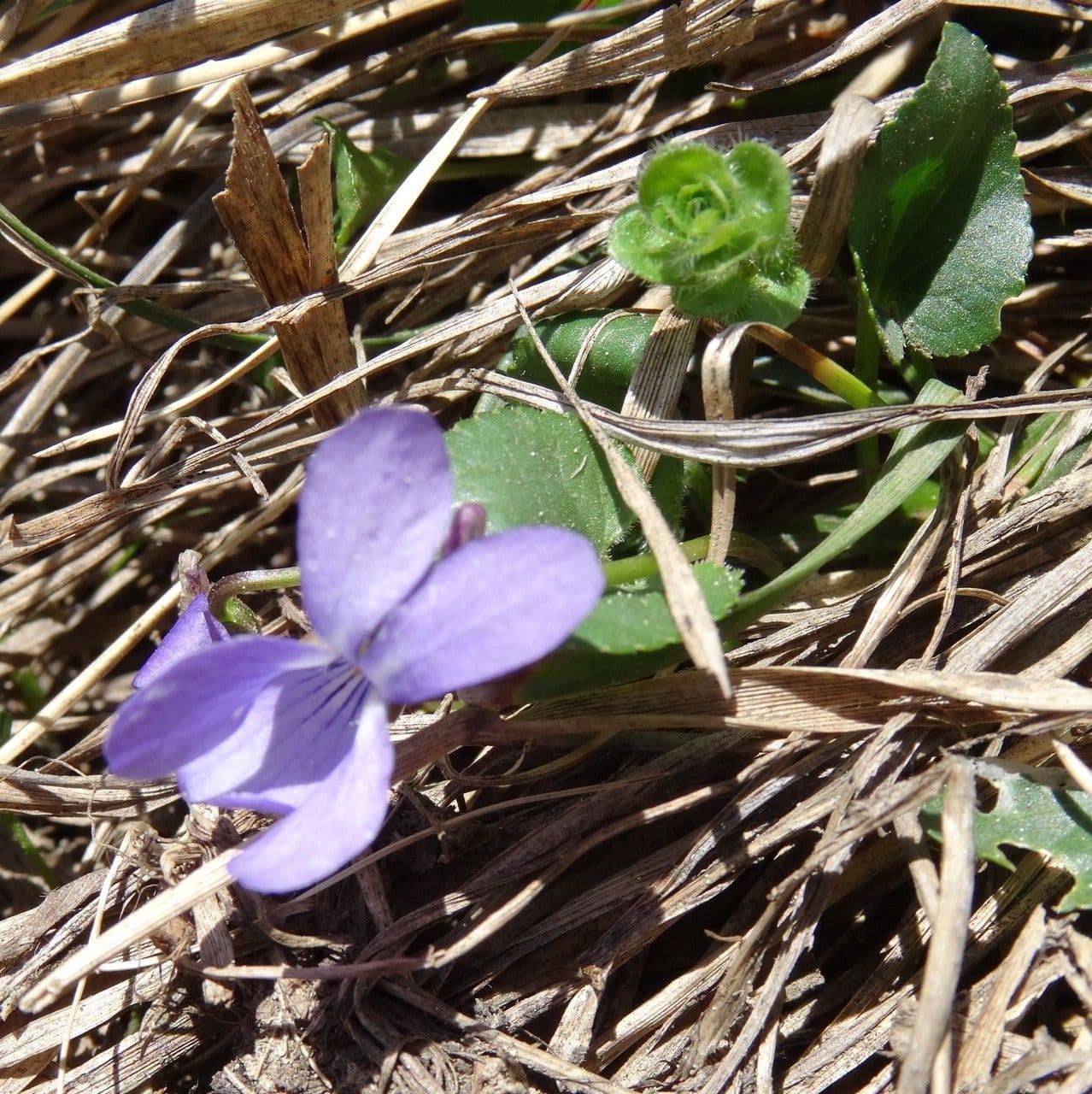 Viola pirenaica 7
