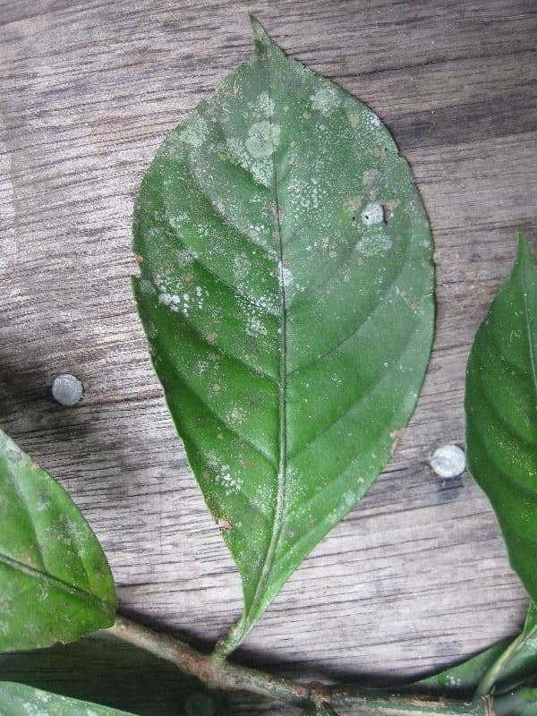 Psychotria cupularis 3