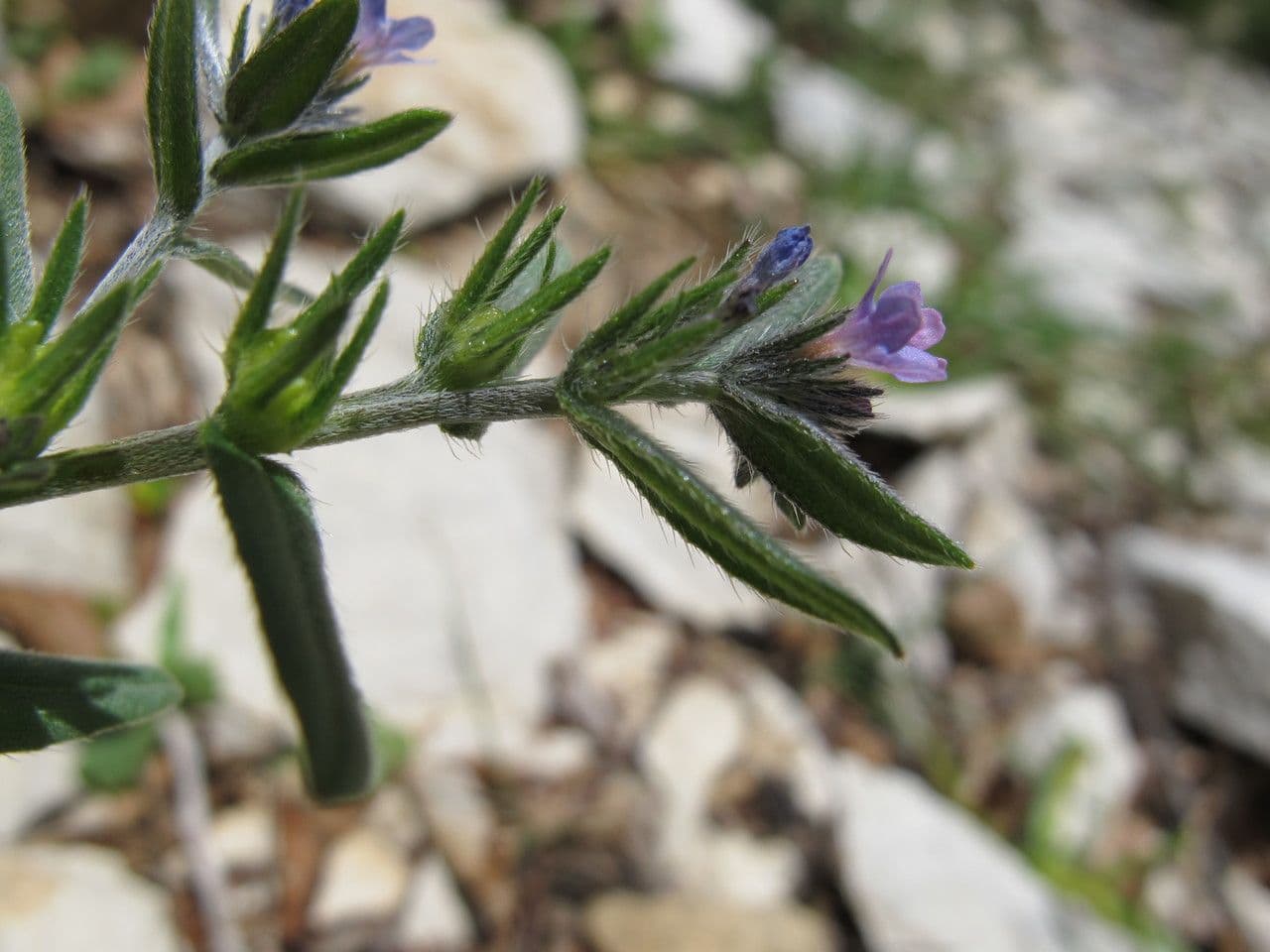 Buglossoides 9