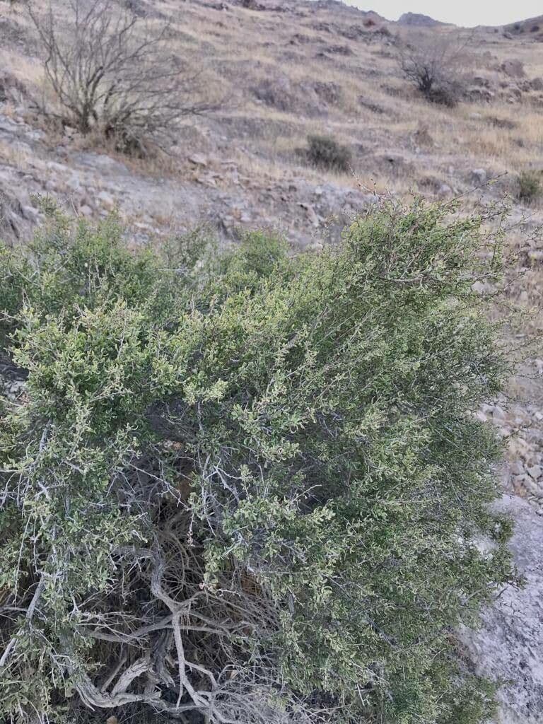 Pteropyrum 10