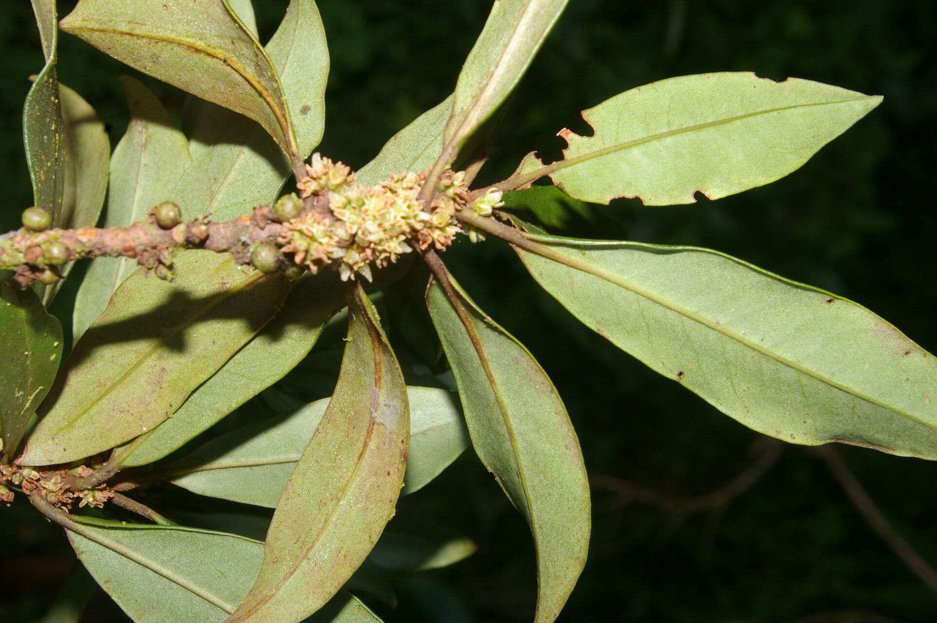 Myrsine coriacea 9