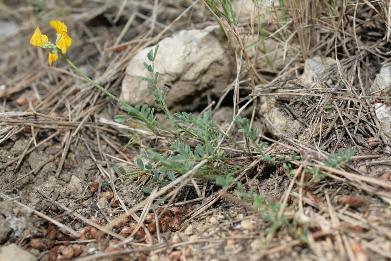 Hippocrepis 15
