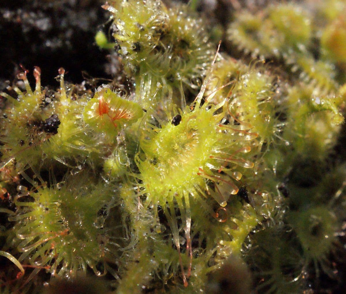 Drosera glanduligera 12