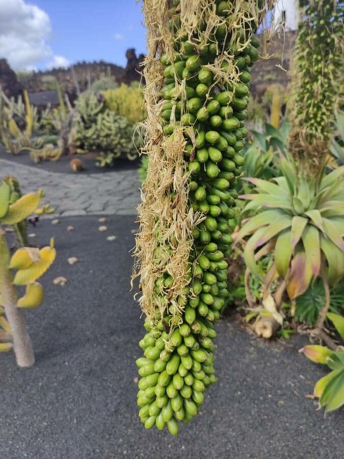 Agave lanuginosa
