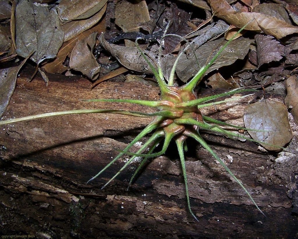 Clematide riccia