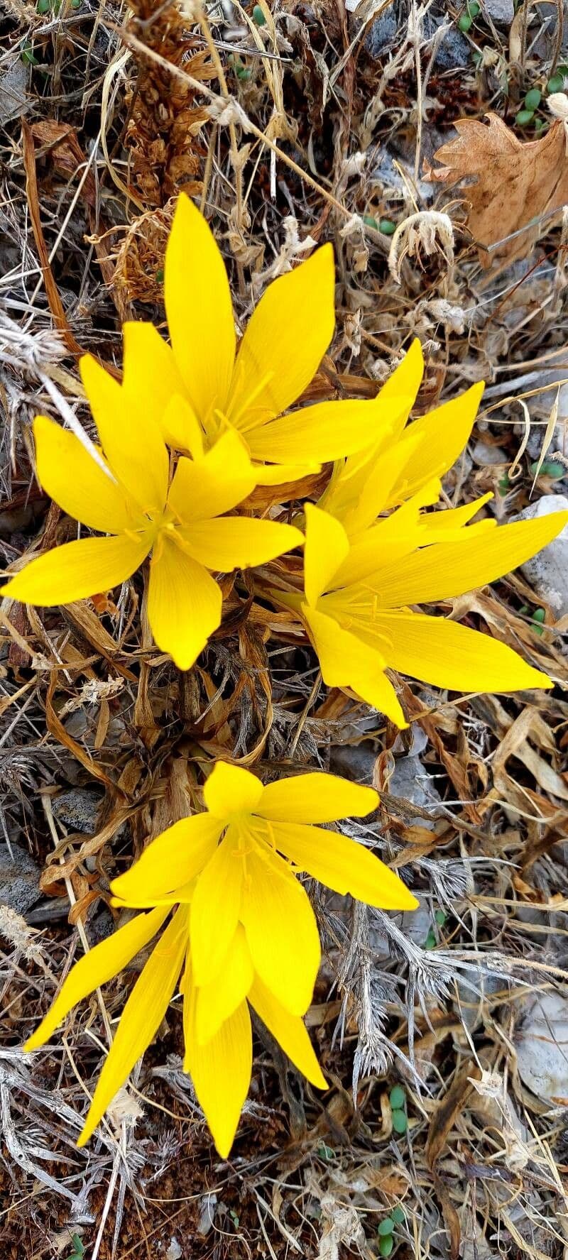 Sternbergia 6