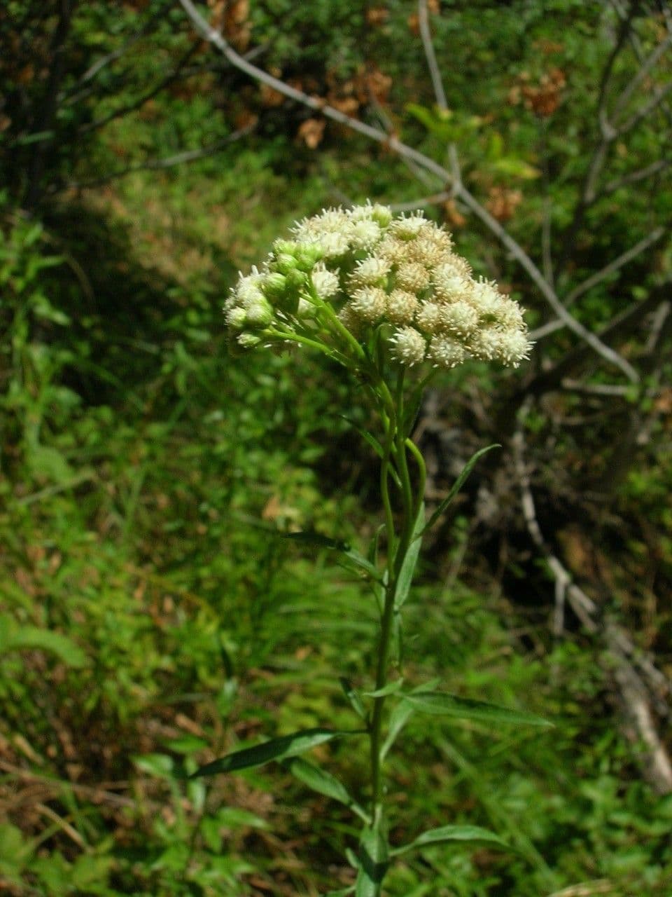 Baccharis 13