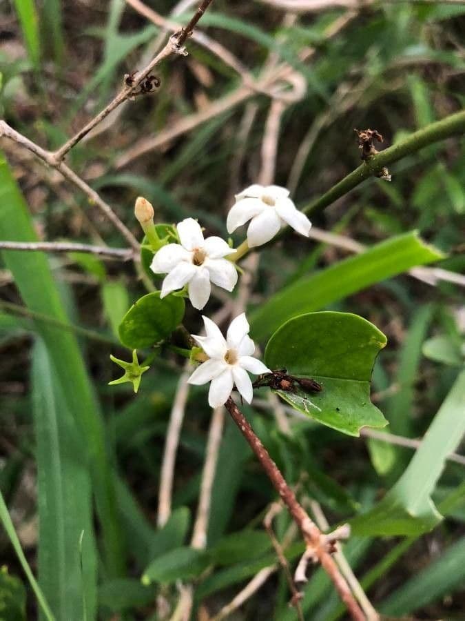 Jasmin 6