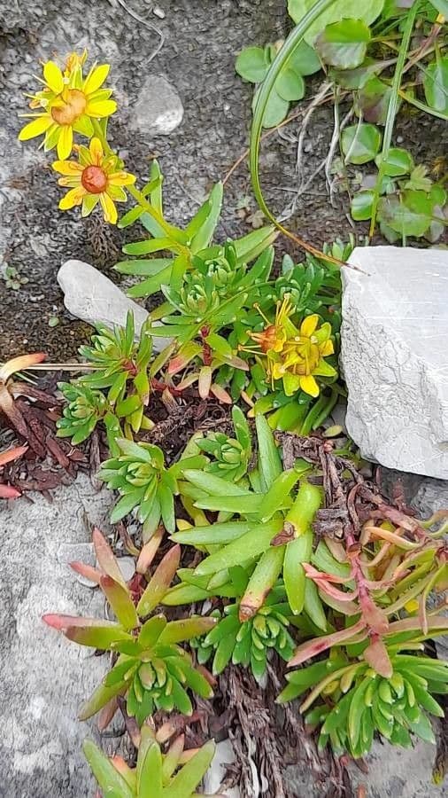 Sassifraga gialla 20