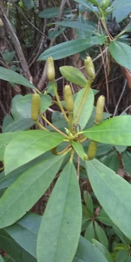 Rododendro massimo 4