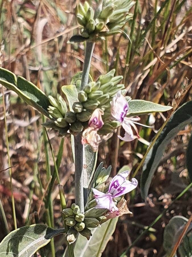 Hypoestes aristata 18