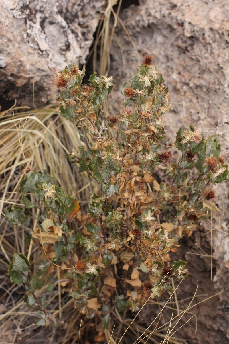 Chersodoma 5