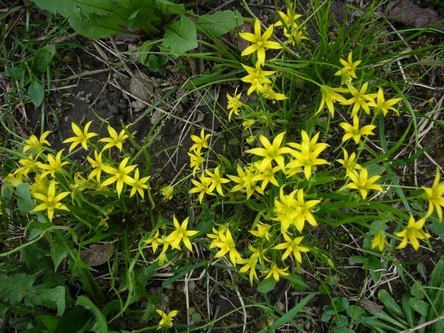 Cipollaccio minore 2