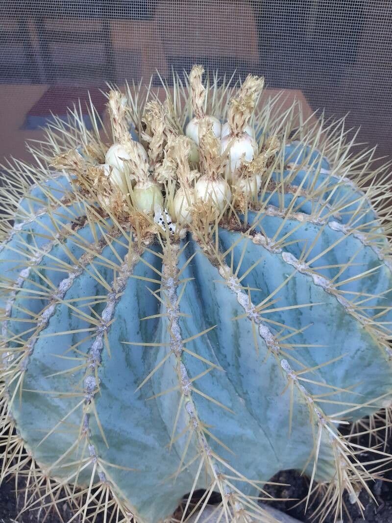 Cactus 2